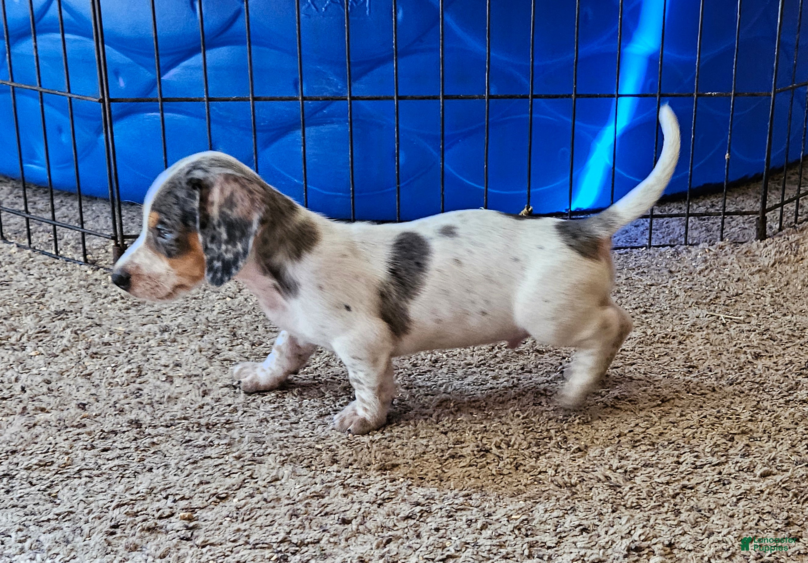 Miniature Dachshund dogs Carter - Ad 10