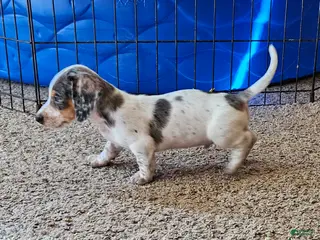 Miniature Dachshund dogs Carter - Ad 9