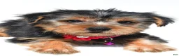 Yorkshire Terrier dogs for sale: Belle - Ad 9
