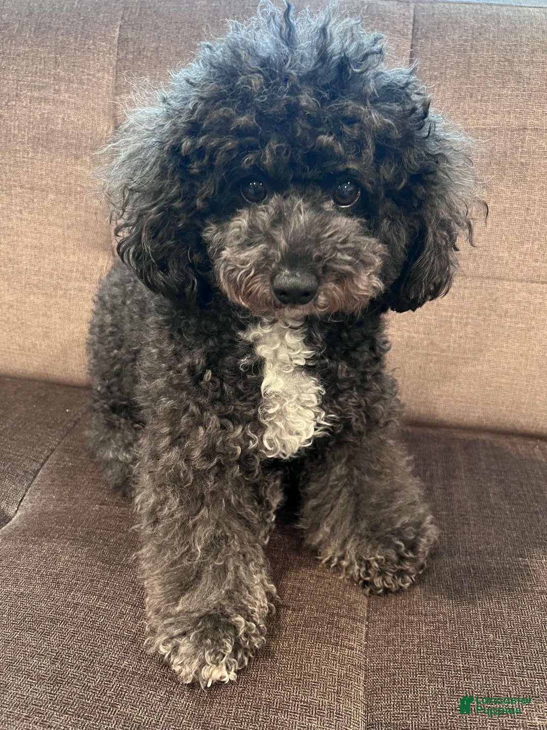 Miniature Poodle dogs for sale: Mario - Ad 4