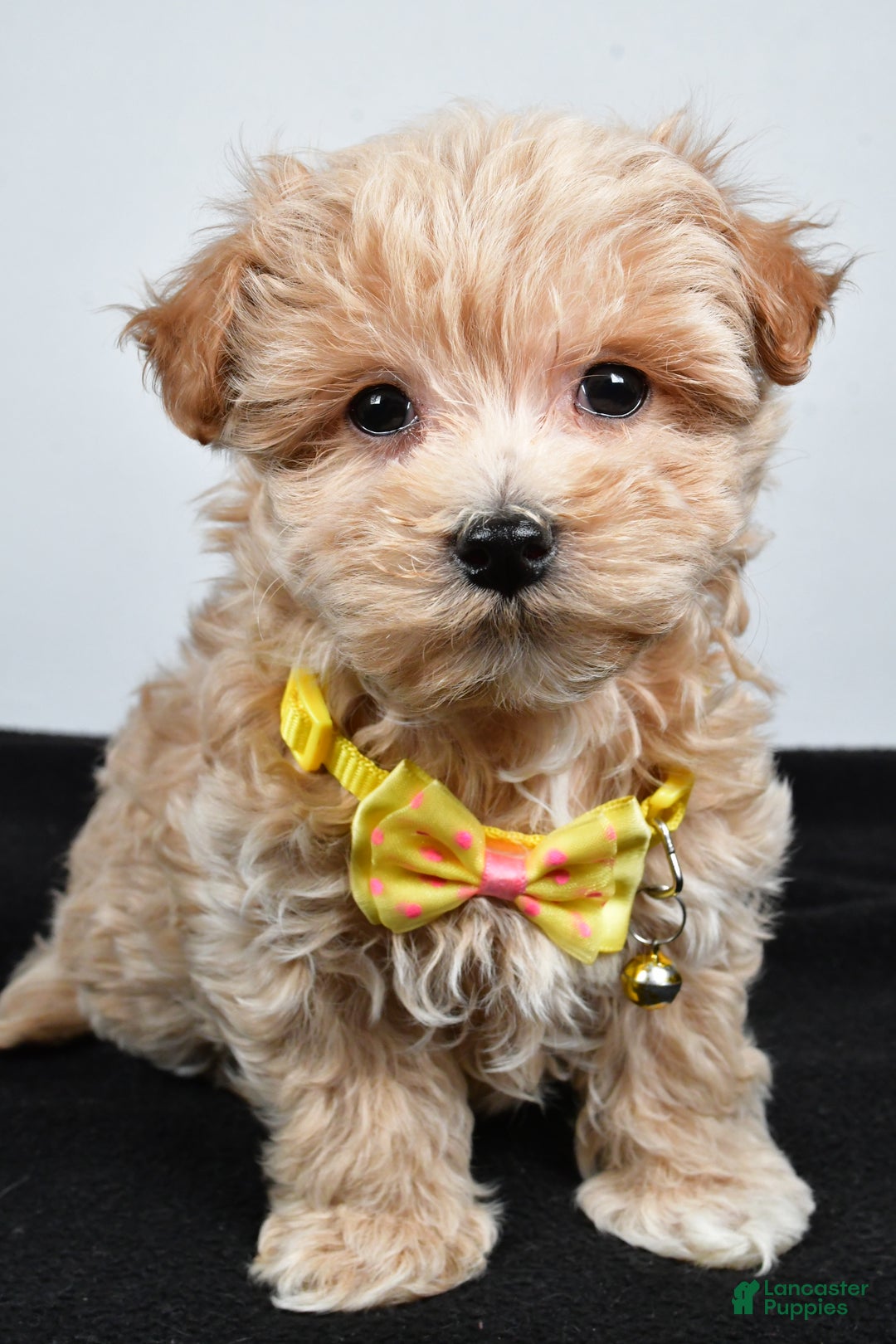 Maltipoo dogs for sale: Splash - Ad 6