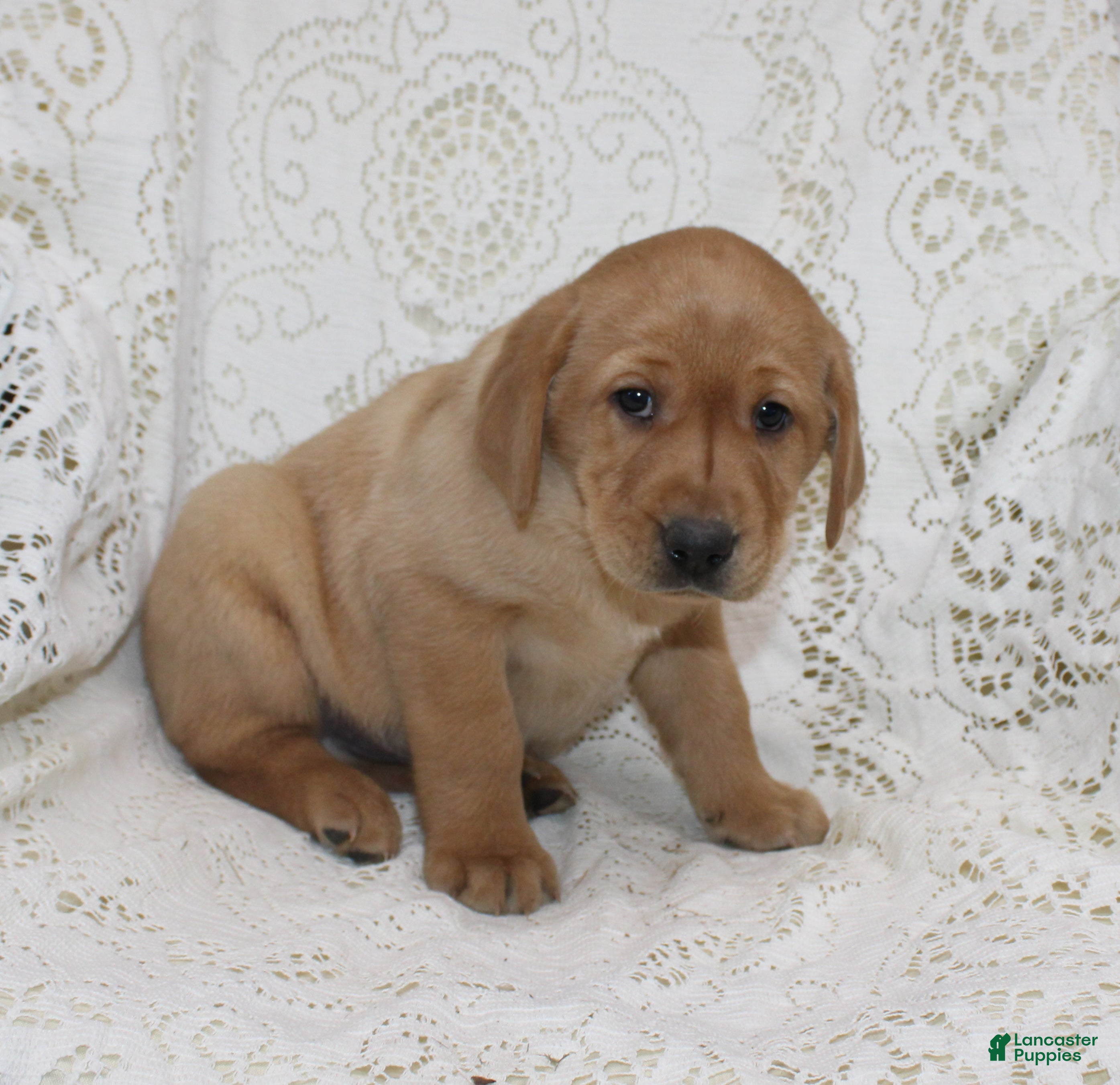 Labrador Retriever dogs Rocky - Ad 2