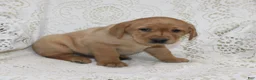 Labrador Retriever dogs for sale: Rocky - Ad 2