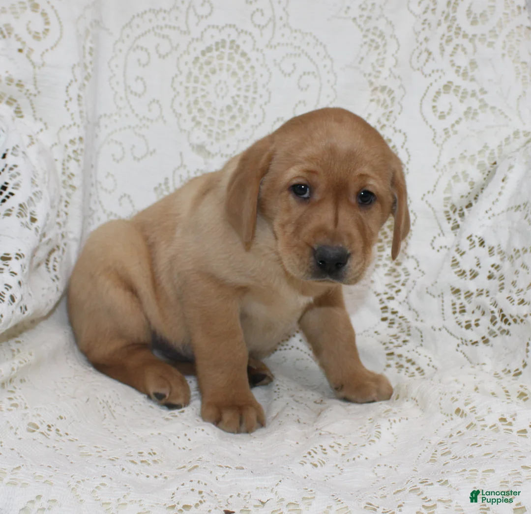 Labrador Retriever dogs for sale: Rocky - Ad 2