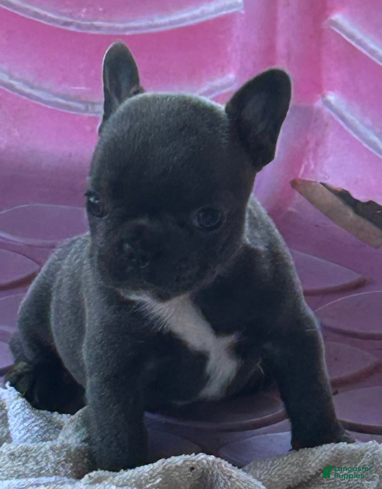 French Bulldog dogs for sale: French Bulldog 2 - Ad 37