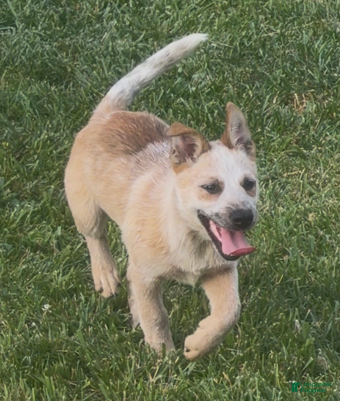 Australian Cattle Dog dogs Bella Bear - Ad 30