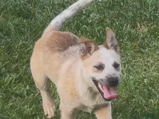 Australian Cattle Dog dogs Bella Bear - Ad 30