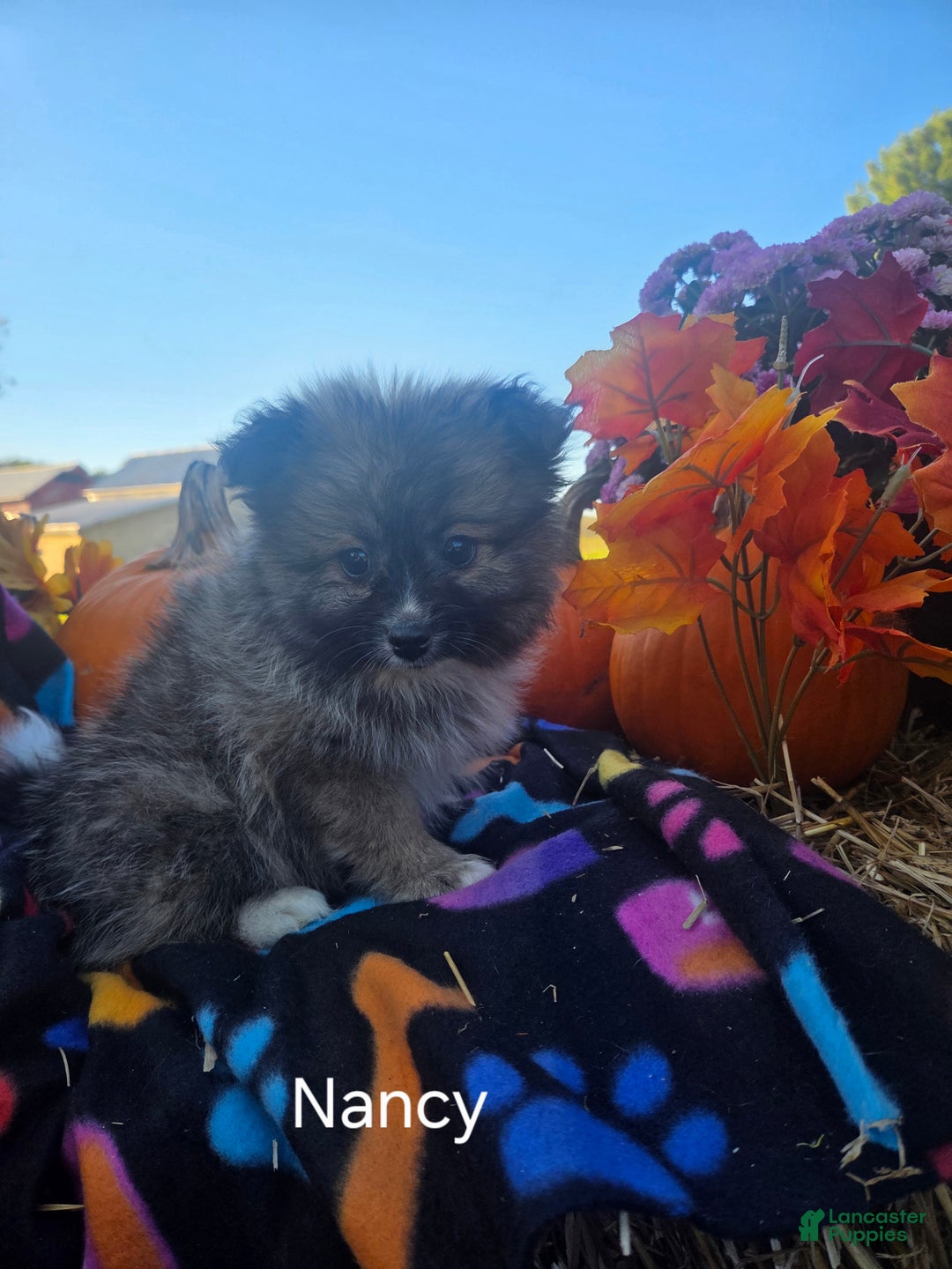 Pomeranian dogs for sale: Nancy - Ad 5