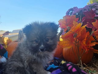 Pomeranian dogs Nancy - Ad 32