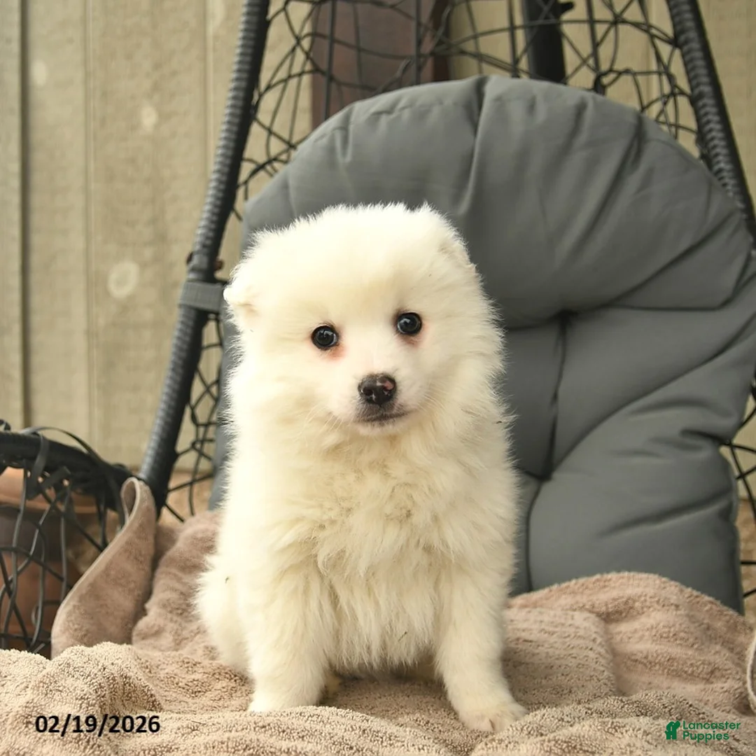 American Eskimo dogs for sale: John  - Ad 3