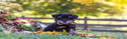 Miniature Schnauzer dogs for sale: Trevor - Ad 3