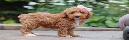 Maltipoo dogs for sale: Raina - Ad 7