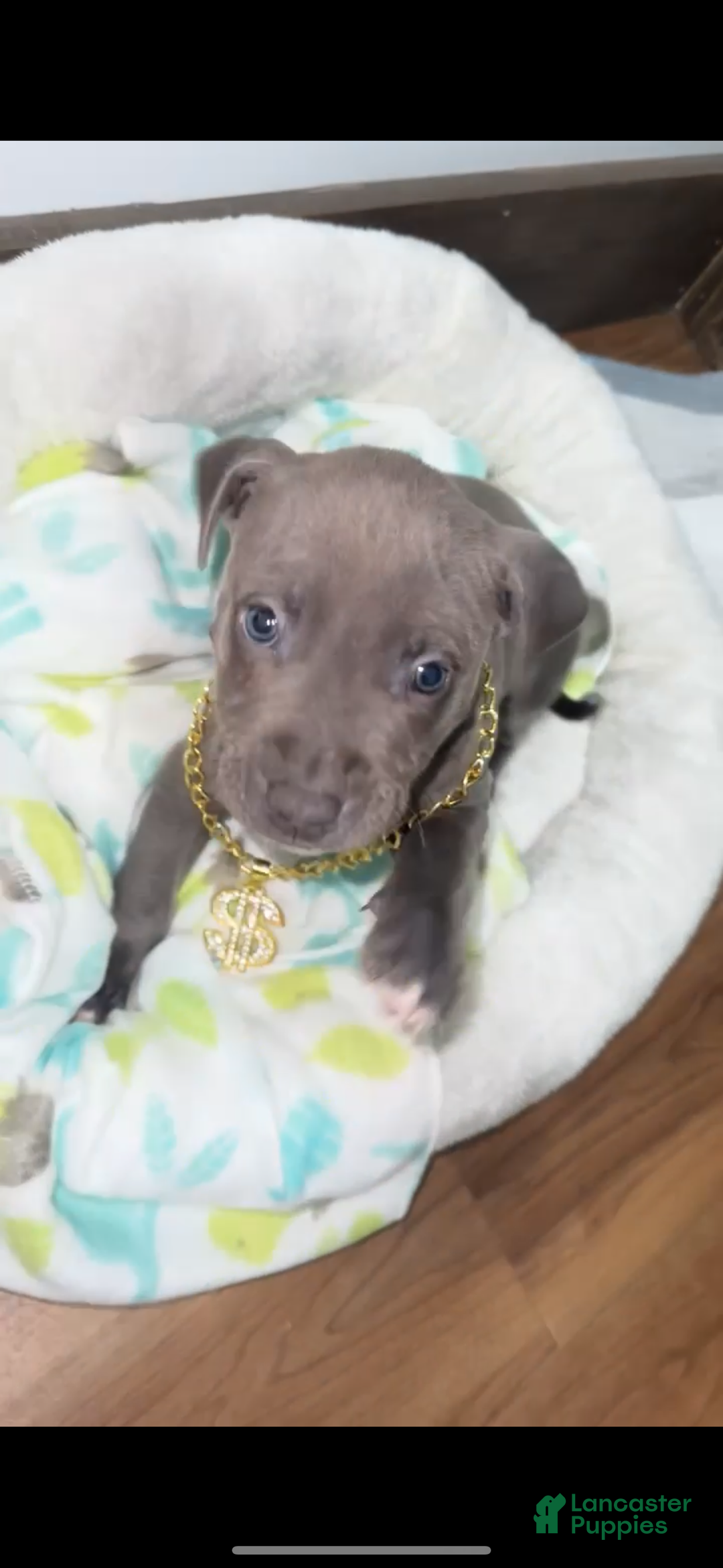 Mixed Breed dogs for sale: Mixed Breed Puppy 1 - Ad 2