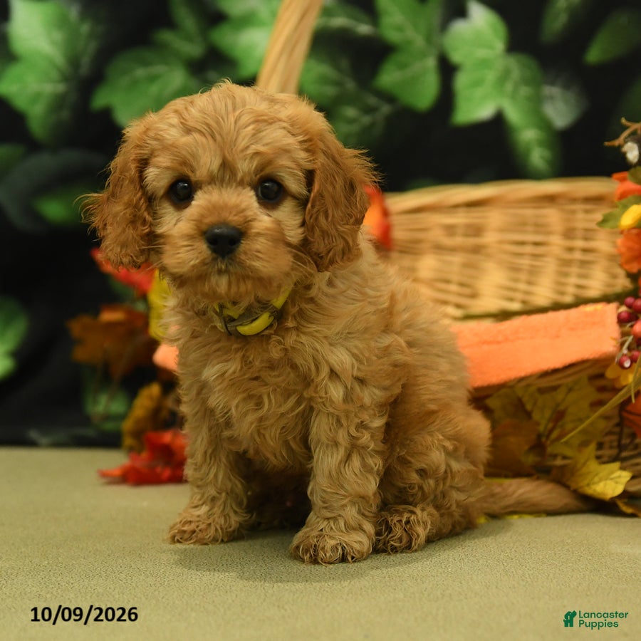 Cloves (Cavapoo, Male) in New Holland, PA