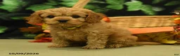 Cavapoo dogs for sale: Cloves - Ad 1