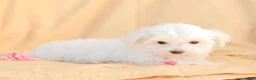 Maltese dogs for sale: Butch - Ad 11