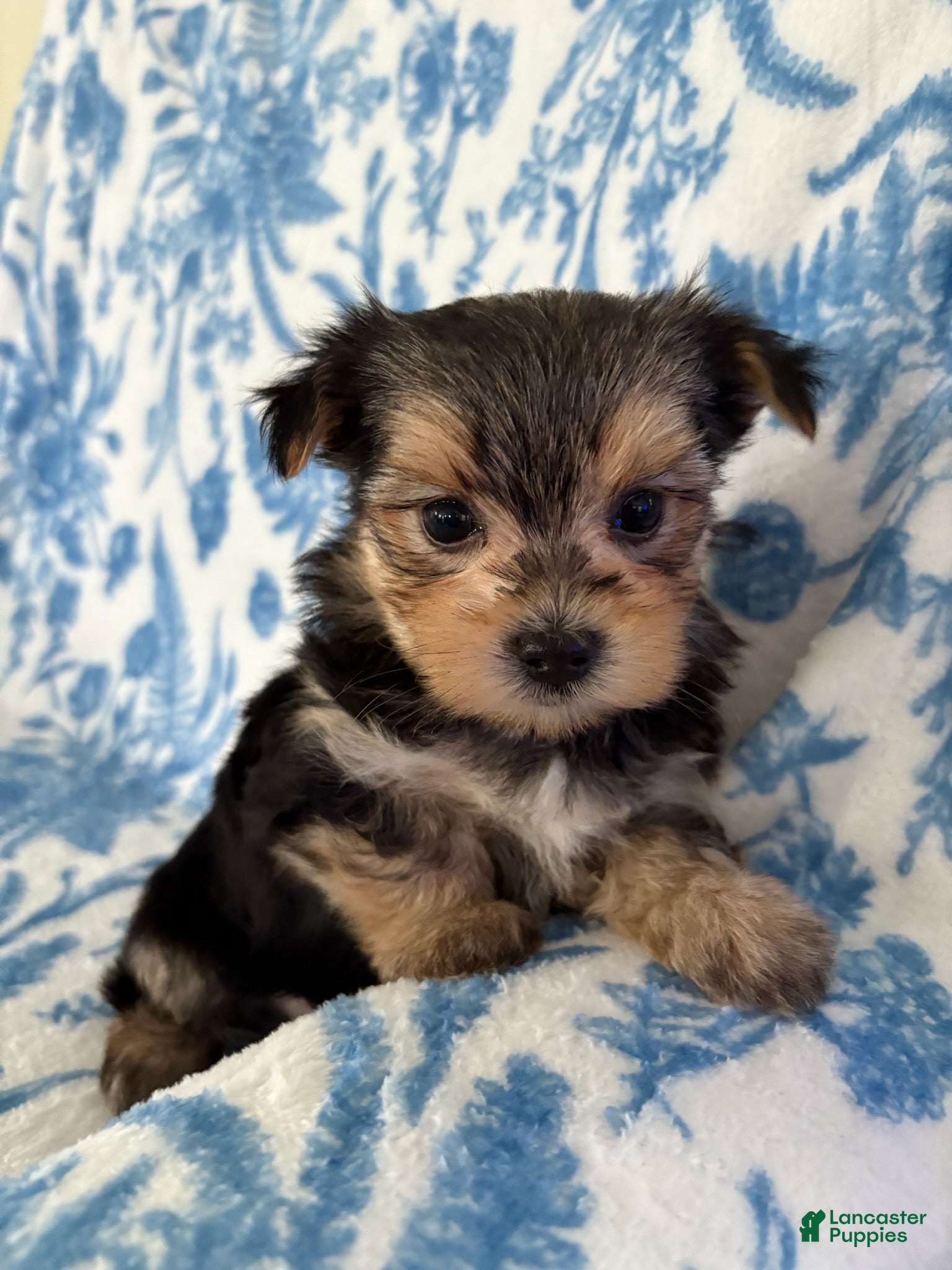 Morkie dogs Brandi - Ad 8