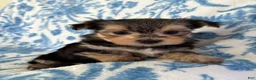 Morkie dogs for sale: Brandi - Ad 1