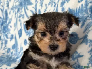 Morkie dogs Brandi - Ad 23