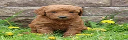 Mini Goldendoodle dogs for sale: Bonita - Ad 3