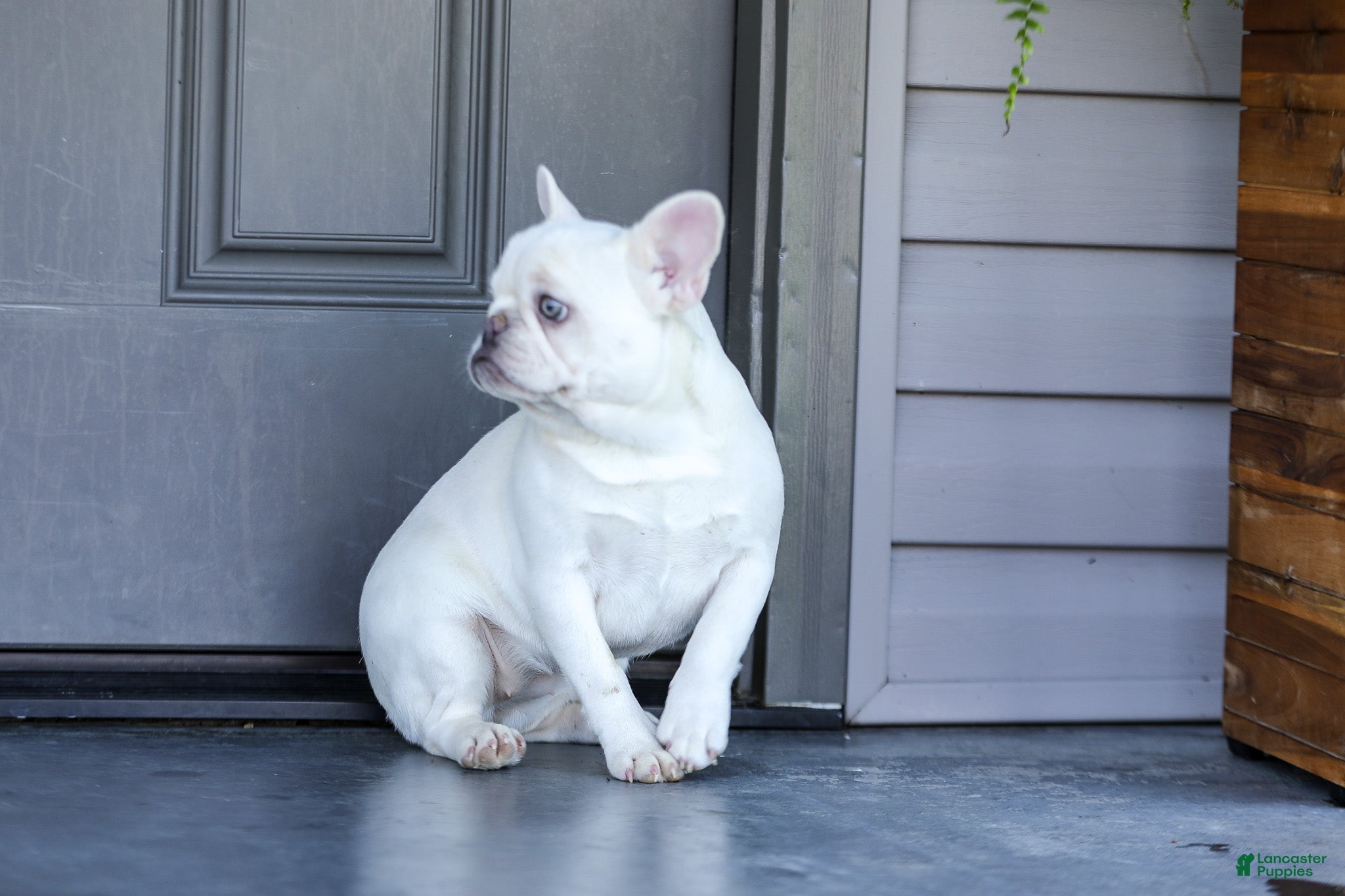 French Bulldog dogs for sale: Dora - Ad 6