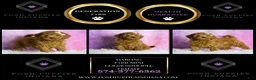Mini Goldendoodle dogs for sale: Darling - Ad 2