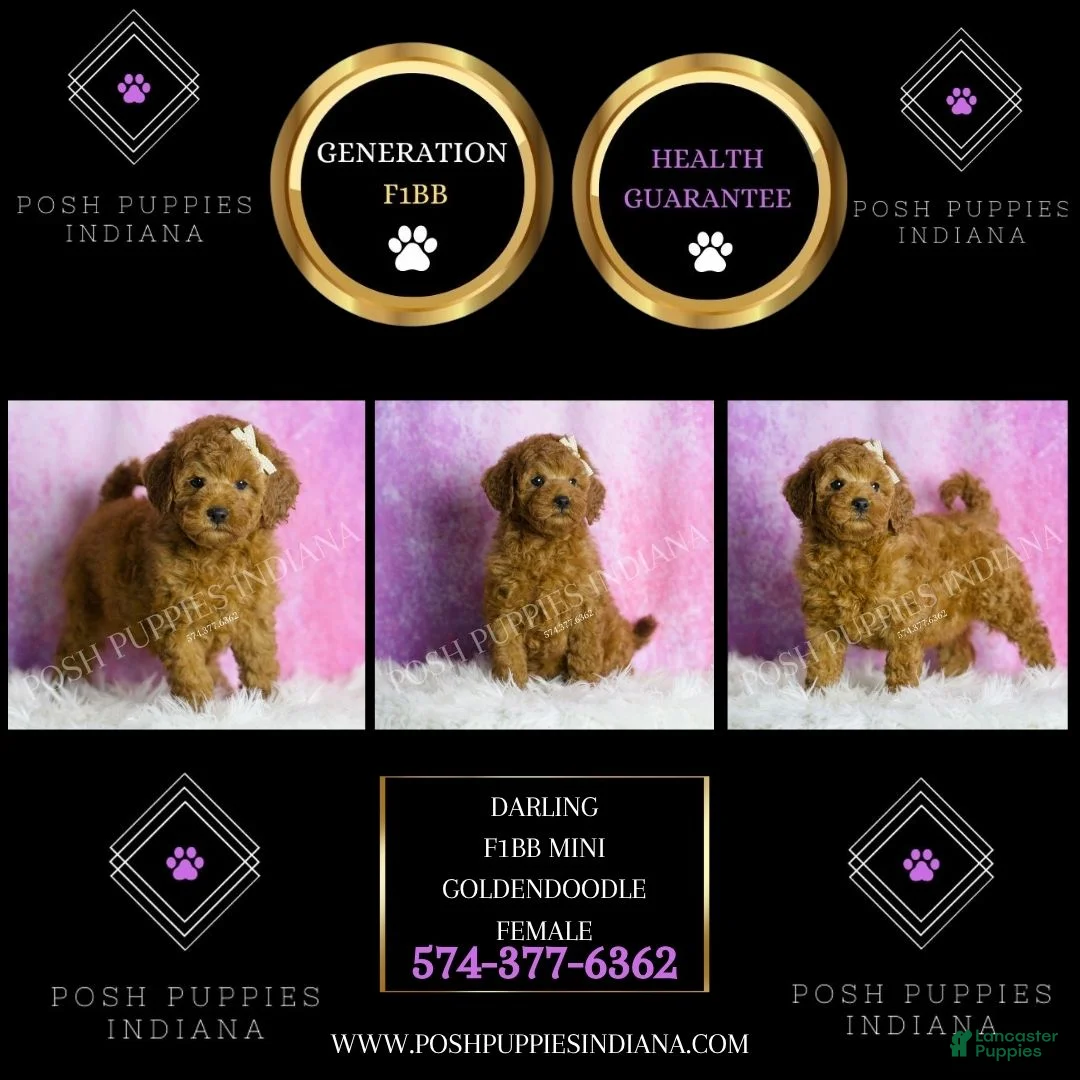 Mini Goldendoodle dogs for sale: Darling - Ad 2