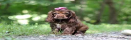 Cocker Spaniel dogs for sale: Thea - Ad 8