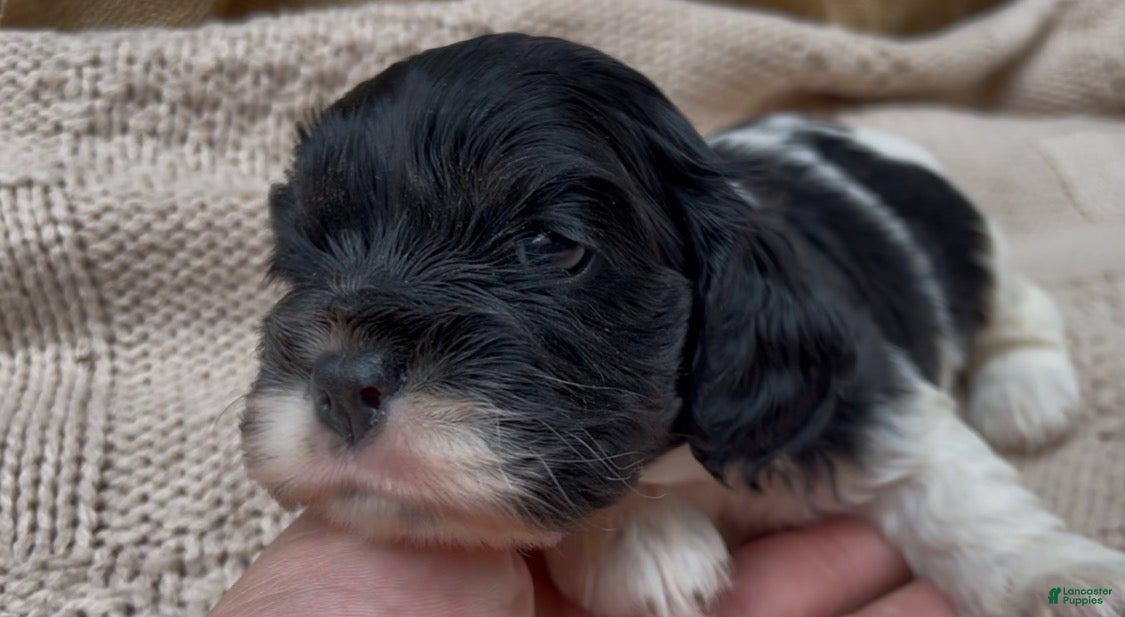 Mixed Breed dogs Zoë - Ad 18