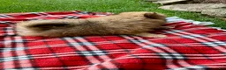 Pomeranian dogs for sale: Prince - Ad 3