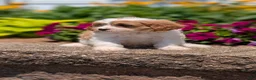 Cavapoo dogs for sale: Rayna - Ad 11