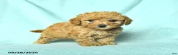 Toy Poodle dogs for sale: Rowen - Ad 5