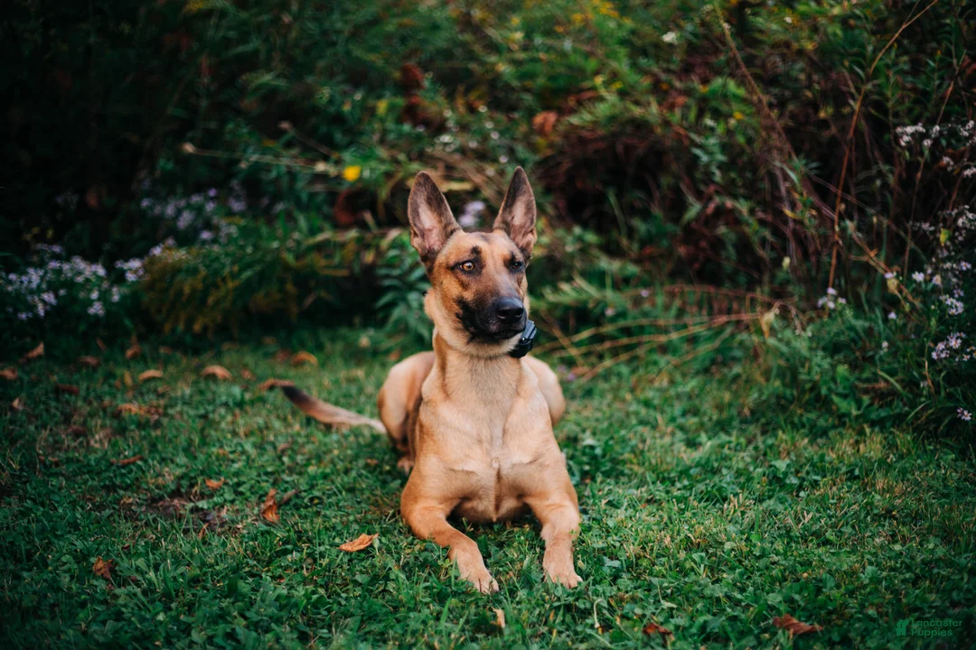 Mixed Breed dogs for sale: Dark pink Collar - Female Fawn - Ad 2