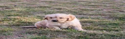 Golden Retriever dogs for sale: Frank the TRAINED Golden Retriever Puppy  - Ad 9