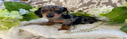 Miniature Dachshund dogs for sale: Elsie - Ad 10