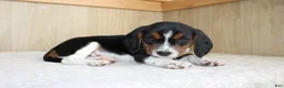 Beagle dogs for sale: Vinson - Ad 3