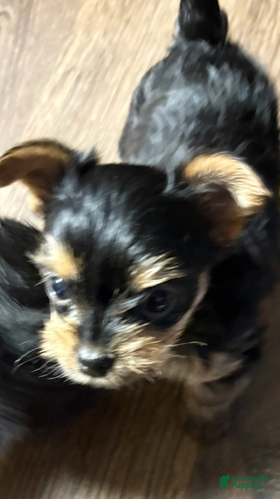 Yorkshire Terrier dogs for sale: Yorkshire Terrier Puppy 1 - Ad 1