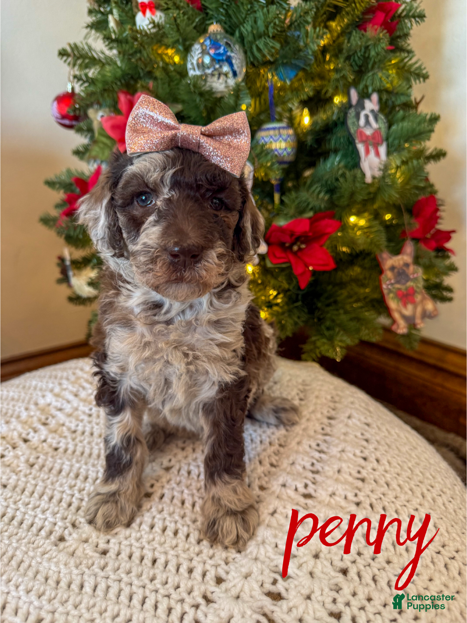 Mixed Breed dogs Penny - Ad 5