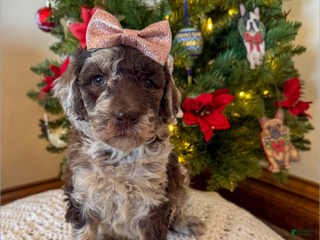 Mixed Breed dogs Penny - Ad 5