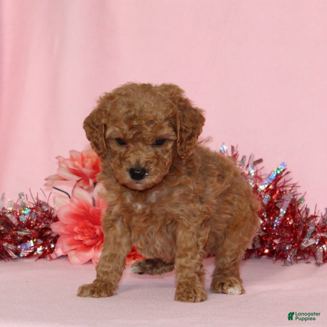 Miniature Poodle dogs Bella AKC - Ad 2