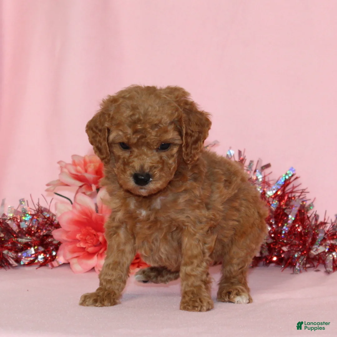 Miniature Poodle dogs for sale: Bella AKC - Ad 2