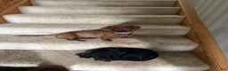 Dachshund dogs for sale: Teddy - Ad 5