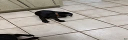 Cane Corso dogs for sale: Pocahontas  - Ad 11
