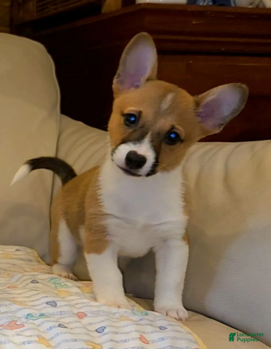 Mixed Breed dogs for sale: Athena - Ad 2