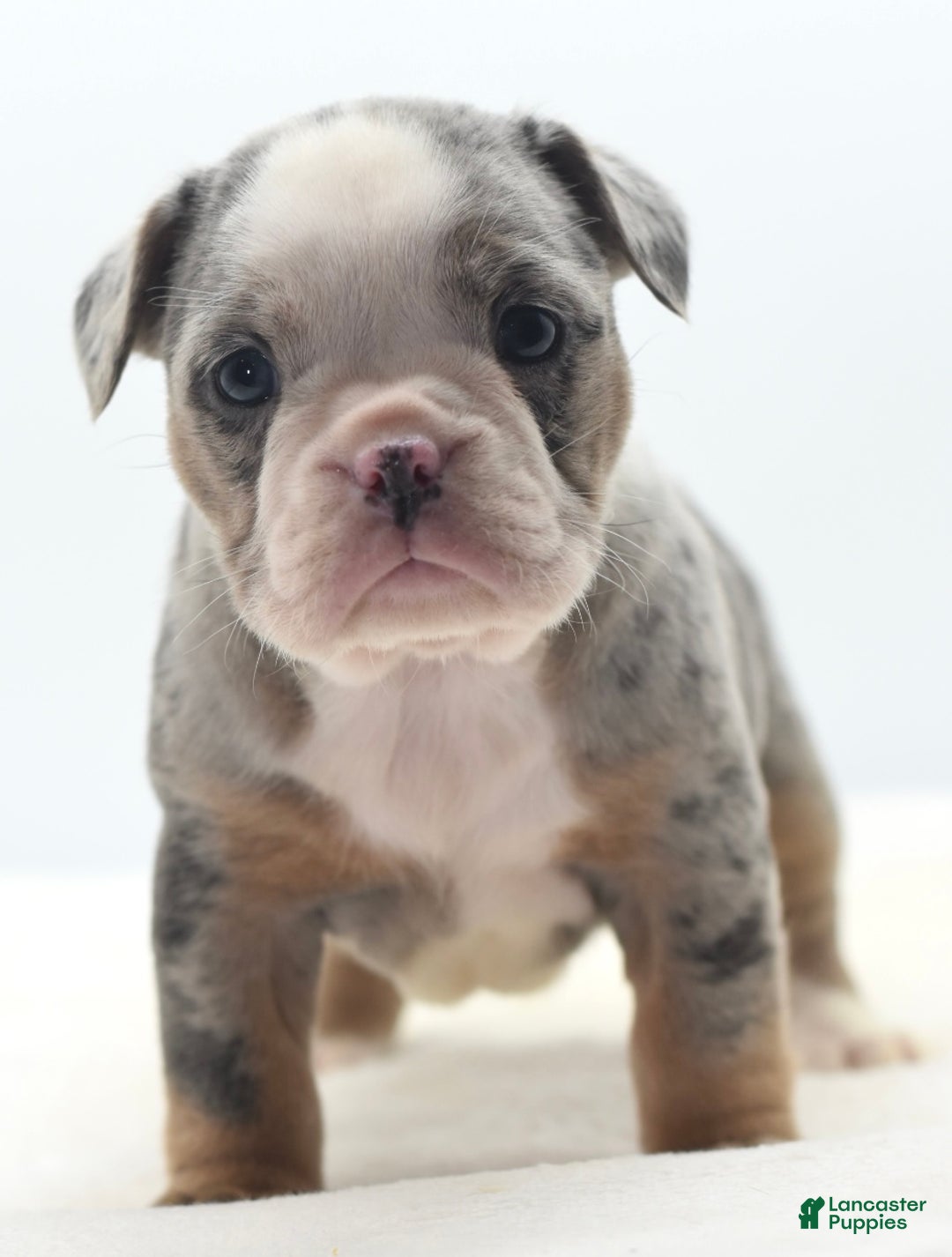 Mixed Breed dogs for sale: Aqua blue koi  - Ad 13