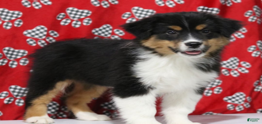 Gallery Image {{count}}