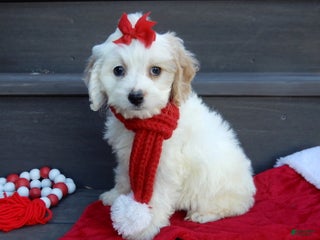 Cockapoo dogs Selena - Ad 17