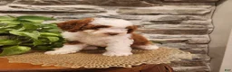 Mini Bernedoodle dogs for sale: EMMA - FEMALE Mini Bernedoodle 2 - Ad 18