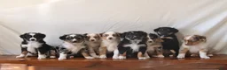 Miniature Australian Shepherd dogs for sale: Belle - Ad 2