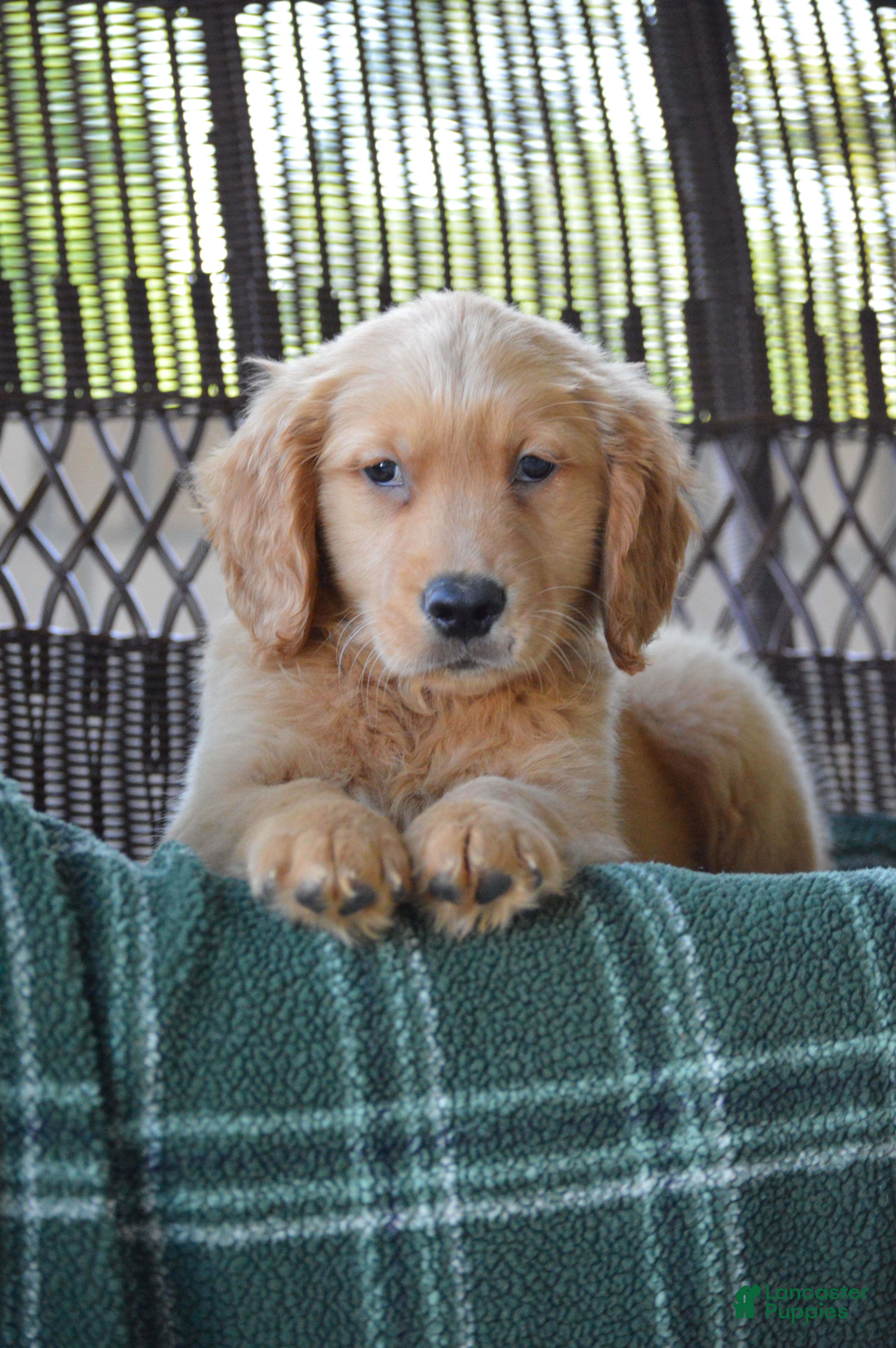 Golden Retriever dogs Rambo - Ad 1